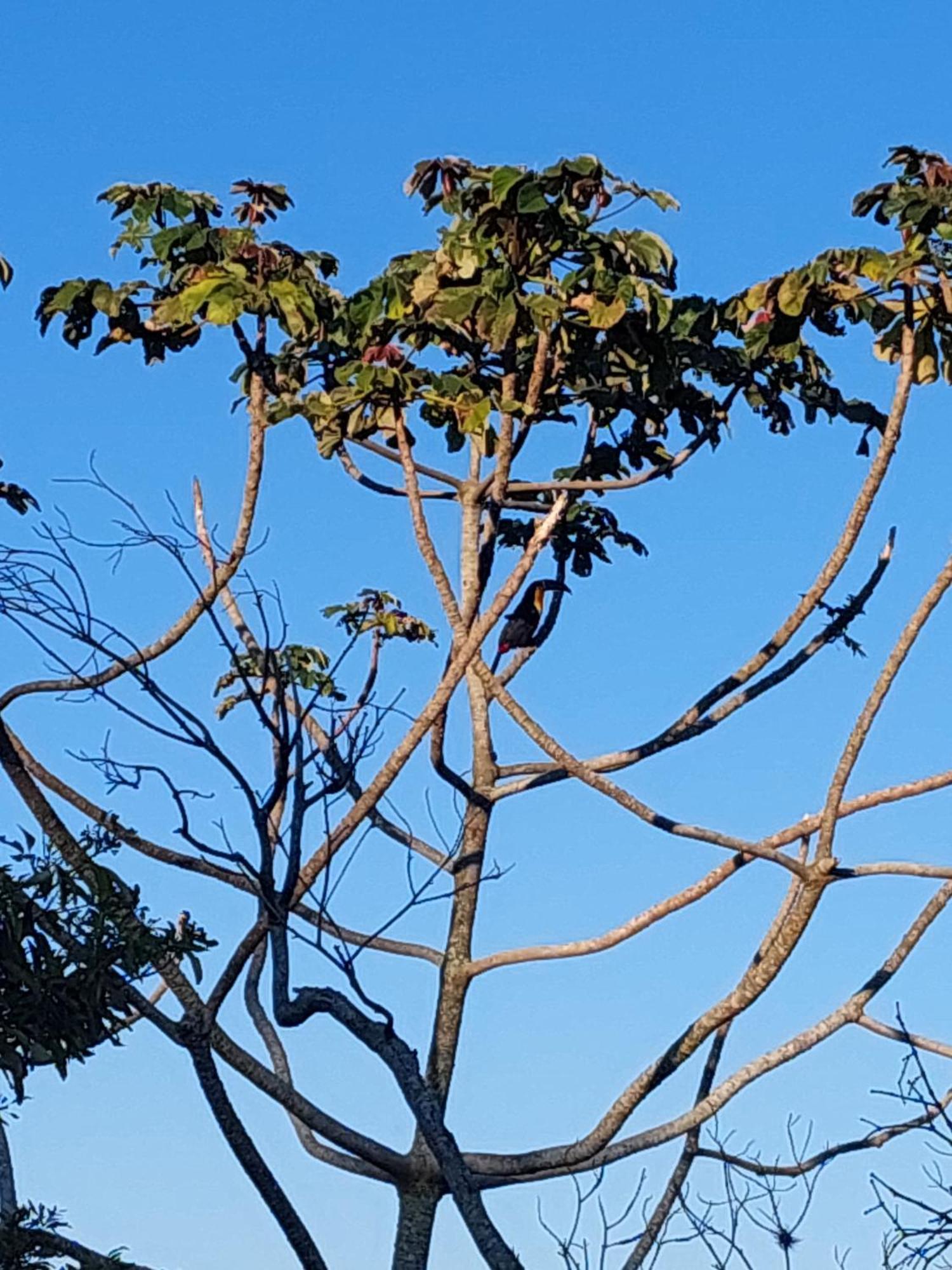 Chalé na montanha em meio a natureza com banheira de hidromassagem Florianópolis Esterno foto