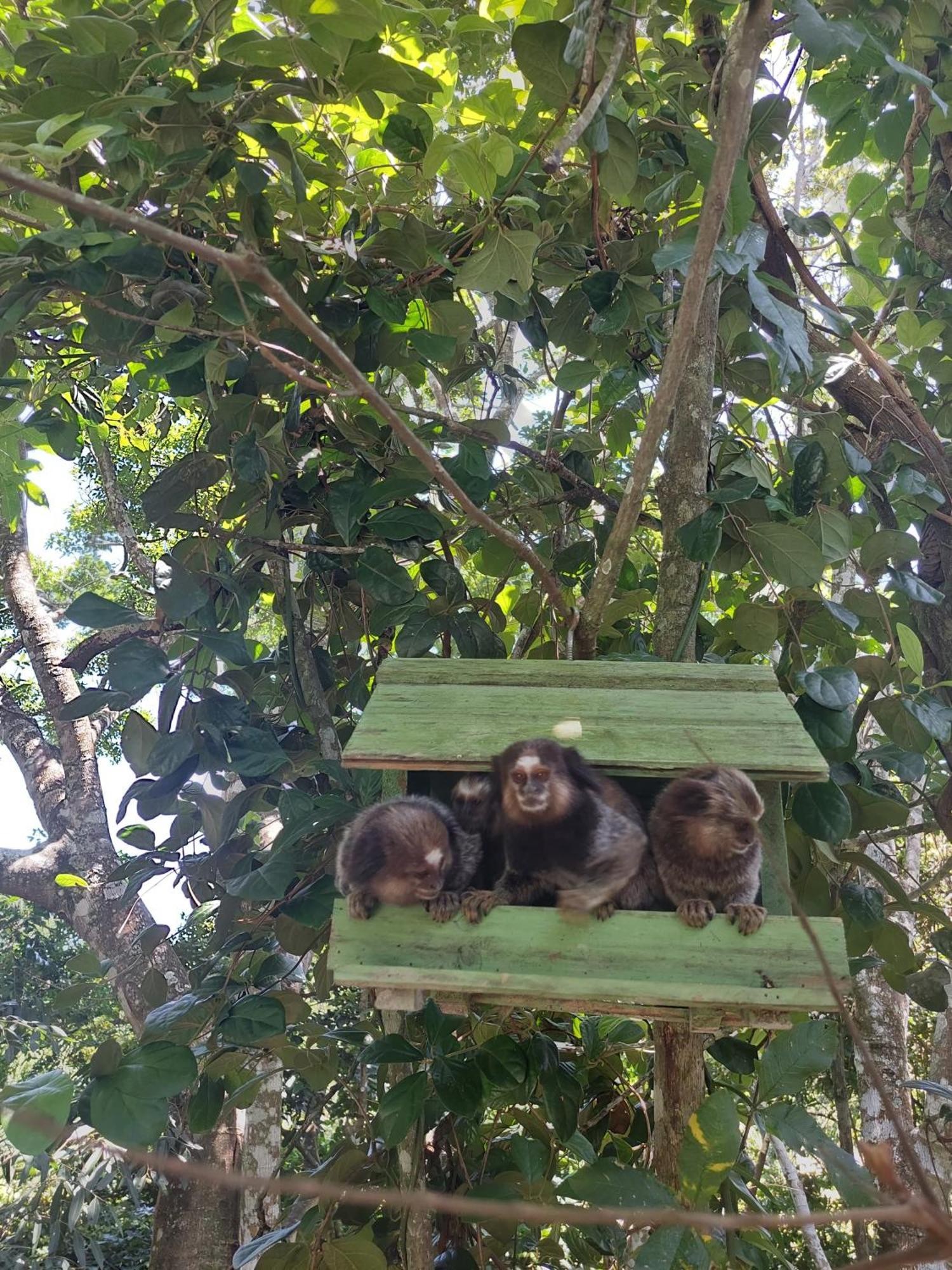 Chalé na montanha em meio a natureza com banheira de hidromassagem Florianópolis Esterno foto