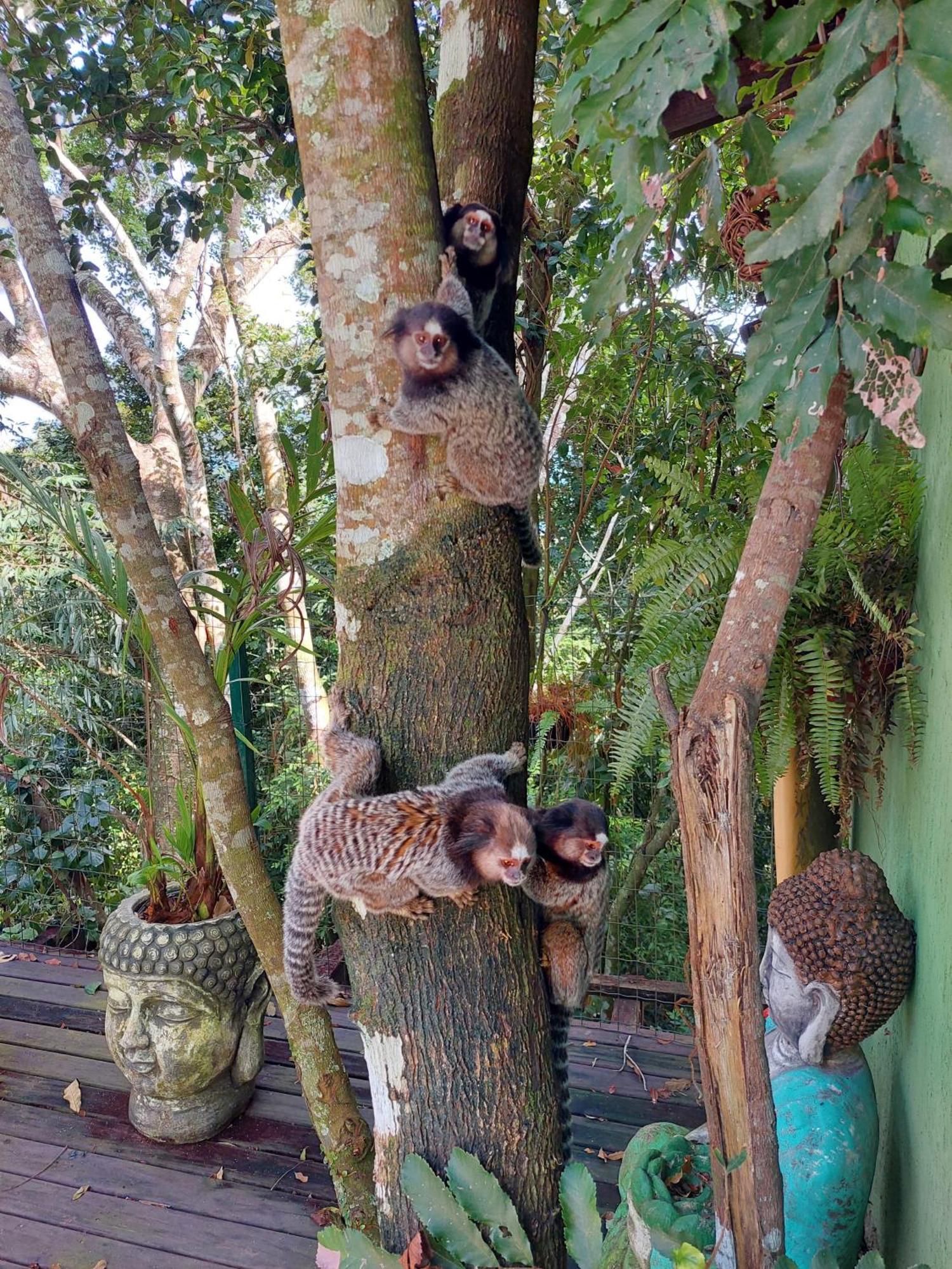 Chalé na montanha em meio a natureza com banheira de hidromassagem Florianópolis Esterno foto